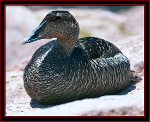 Common Eider - Maine Coastal Islands National Wildlife Refuge