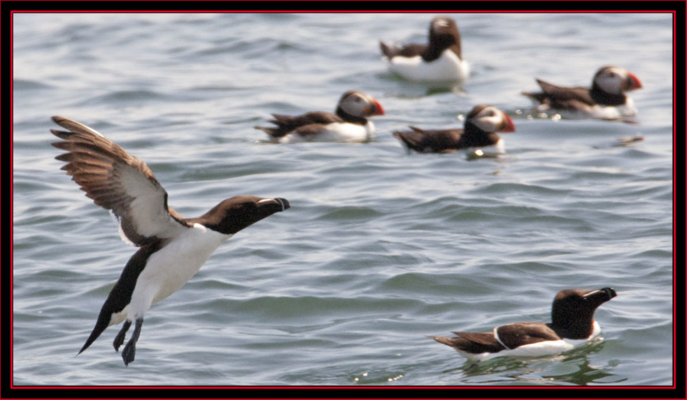 Razorbills & Atlantic Puffins - Maine Coastal Islands National Wildlife Refuge