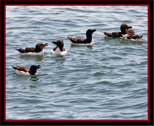 Razorbills - Maine Coastal Islands National Wildlife Refuge