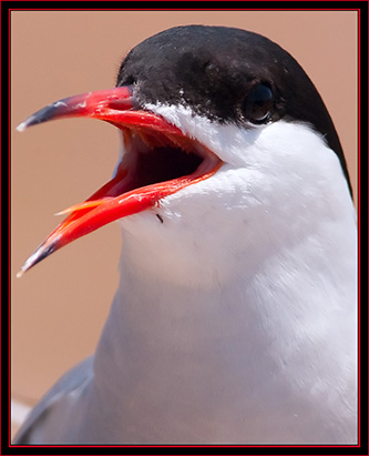 Common Tern - Maine Coastal Islands National Wildlife Refuge