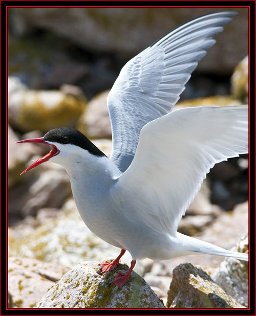 Arctic Tern - Maine Coastal Islands National Wildlife Refuge