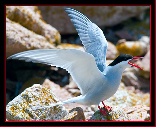 Common Tern - Maine Coastal Islands National Wildlife Refuge