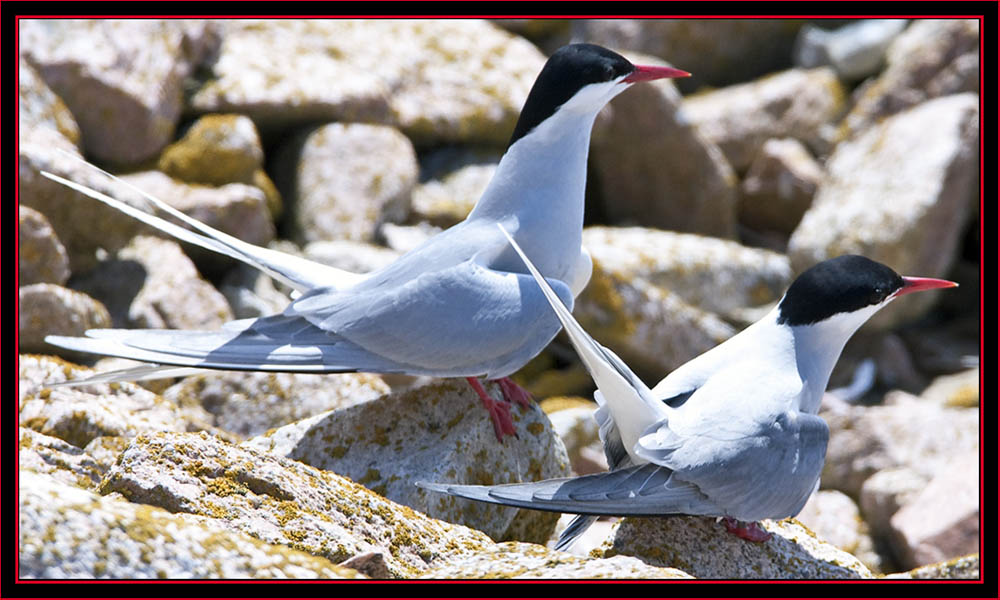 Arctic Tern Pair - Maine Coastal Islands National Wildlife Refuge