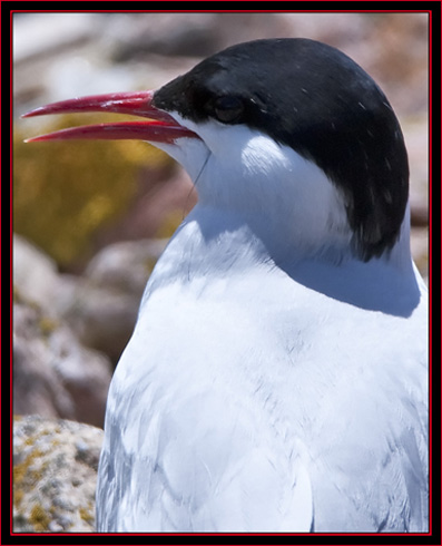 Arctic Tern - Maine Coastal Islands National Wildlife Refuge