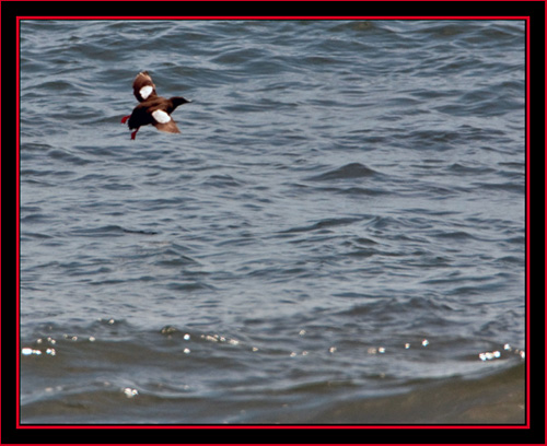 Black Guillemot in Flight - Maine Coastal Islands National Wildlife Refuge