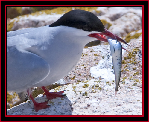 Tern with Catch - Maine Coastal Islands National Wildlife Refuge