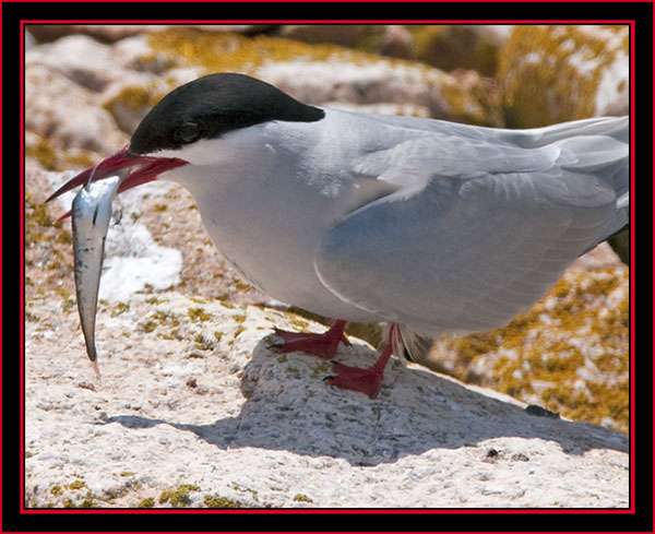 Tern With Catch - Maine Coastal Islands National Wildlife Refuge