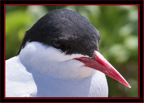 Arctic Tern- Maine Coastal Islands National Wildlife Refuge