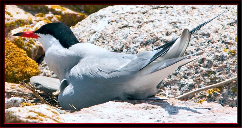 Nesting Common Tern - Maine Coastal Islands National Wildlife Refuge