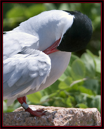 Arctic Tern - Maine Coastal Islands National Wildlife Refuge