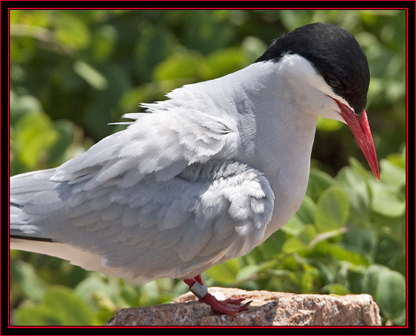 Arctic Tern - Maine Coastal Islands National Wildlife Refuge