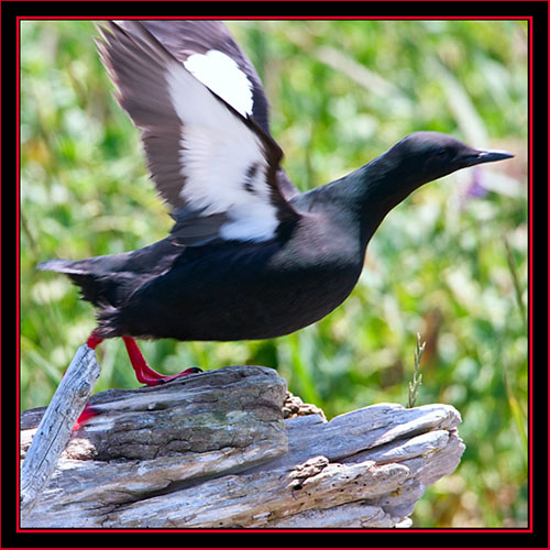 Black Guillemot - Maine Coastal Islands National Wildlife Refuge