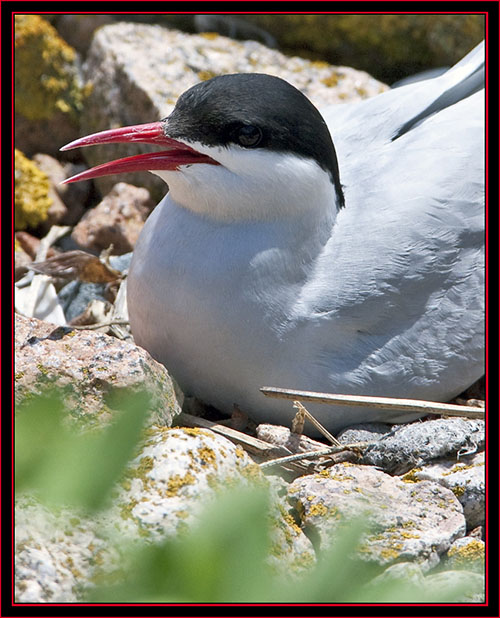 Arctic Tern - Maine Coastal Islands National Wildlife Refuge