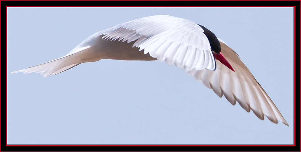 Arctic Tern in Flight - Maine Coastal Islands National Wildlife Refuge