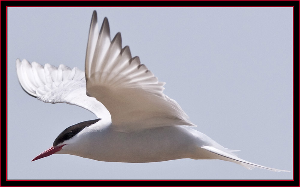 Arctic Tern in Flight - Maine Coastal Islands National Wildlife Refuge