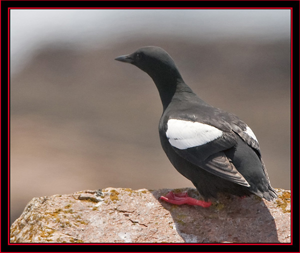 Black Guillemot - Maine Coastal Islands National Wildlife Refuge