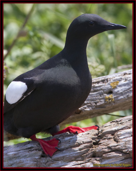 Black Guillemot Near Nesting Site - Maine Coastal Islands National Wildlife Refuge