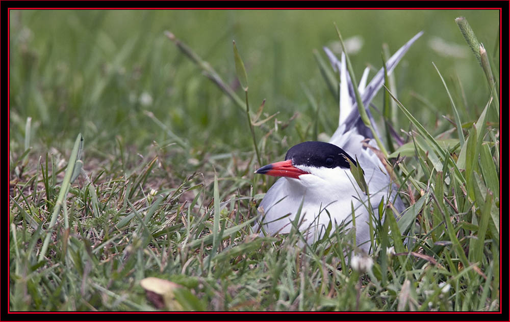 Nesting Common Tern - Maine Coastal Islands National Wildlife Refuge