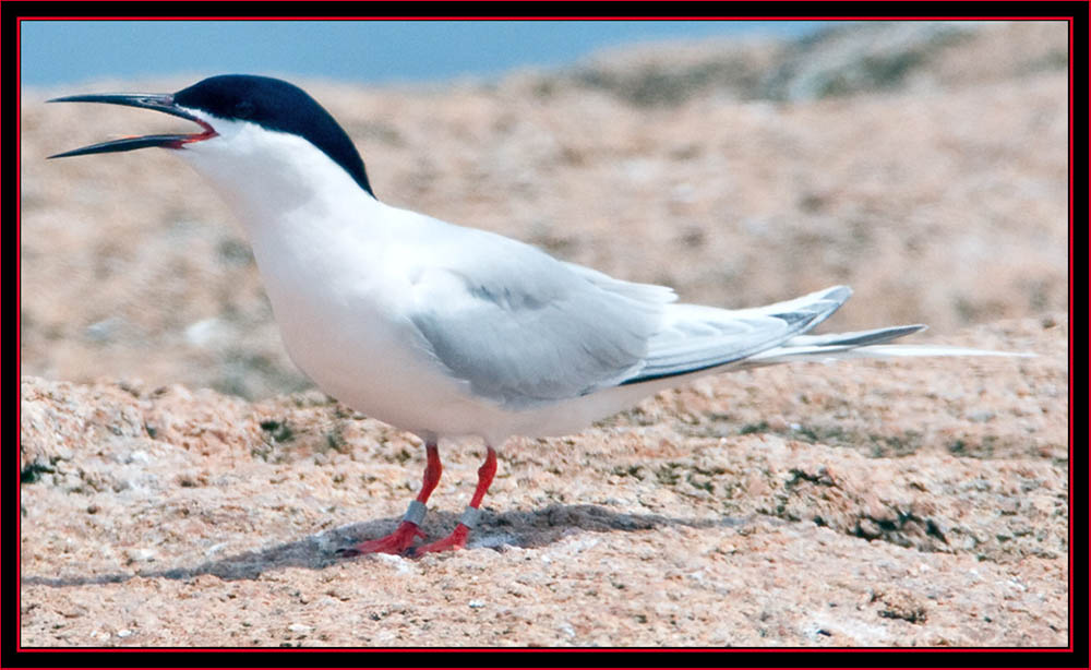 Roseate Tern - Maine Coastal Islands National Wildlife Refuge