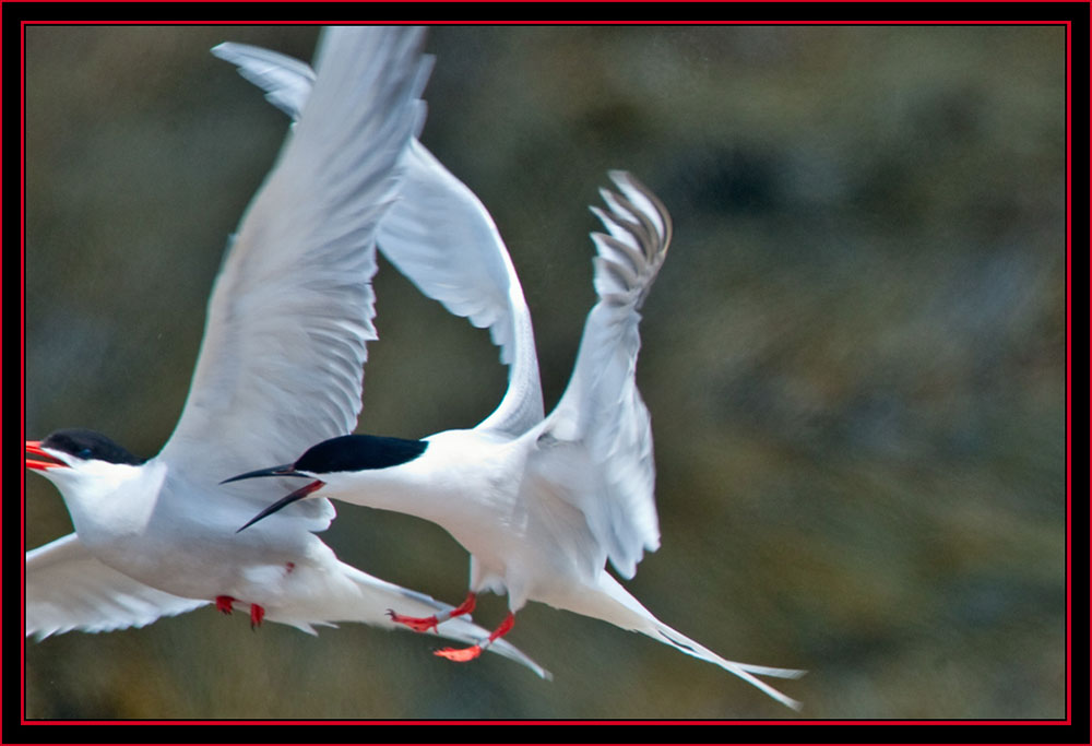 Roseate in Altercation with Common Tern - Maine Coastal Islands National Wildlife Refuge