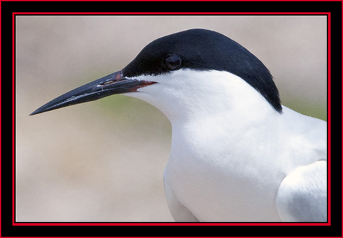 Roseate Tern - Maine Coastal Islands National Wildlife Refuge