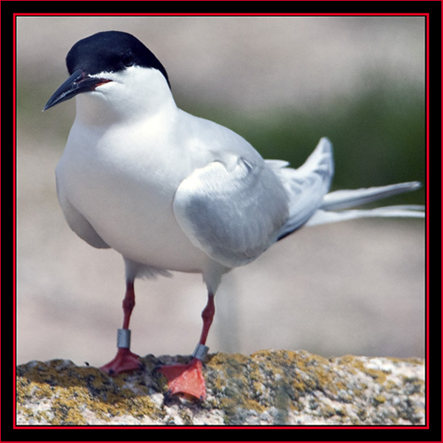 Roseate Tern - Maine Coastal Islands National Wildlife Refuge