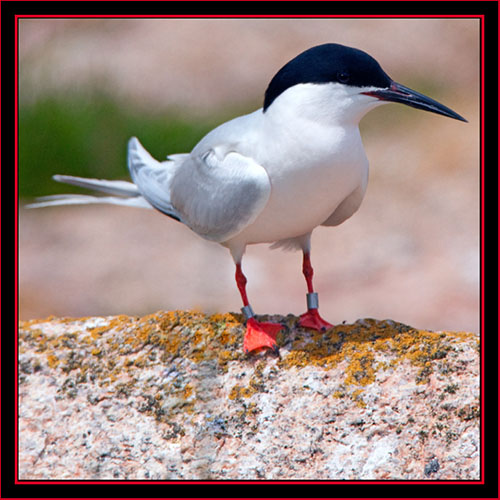 Roseate Tern - Maine Coastal Islands National Wildlife Refuge