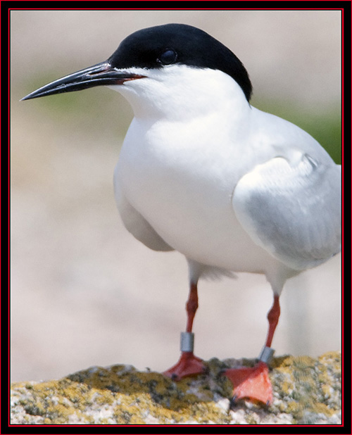 Roseate Tern - Maine Coastal Islands National Wildlife Refuge