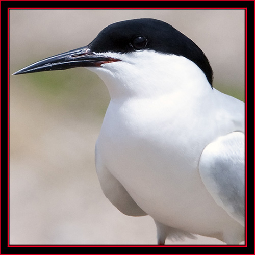 Roseate Tern - Maine Coastal Islands National Wildlife Refuge