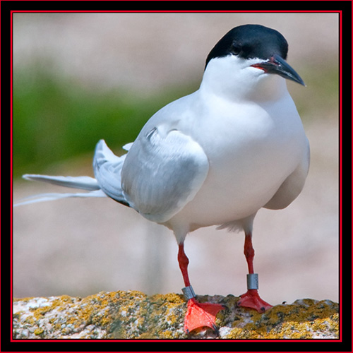 Roseate Tern - Maine Coastal Islands National Wildlife Refuge