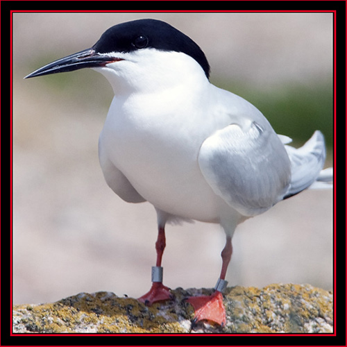 Roseate Tern - Maine Coastal Islands National Wildlife Refuge