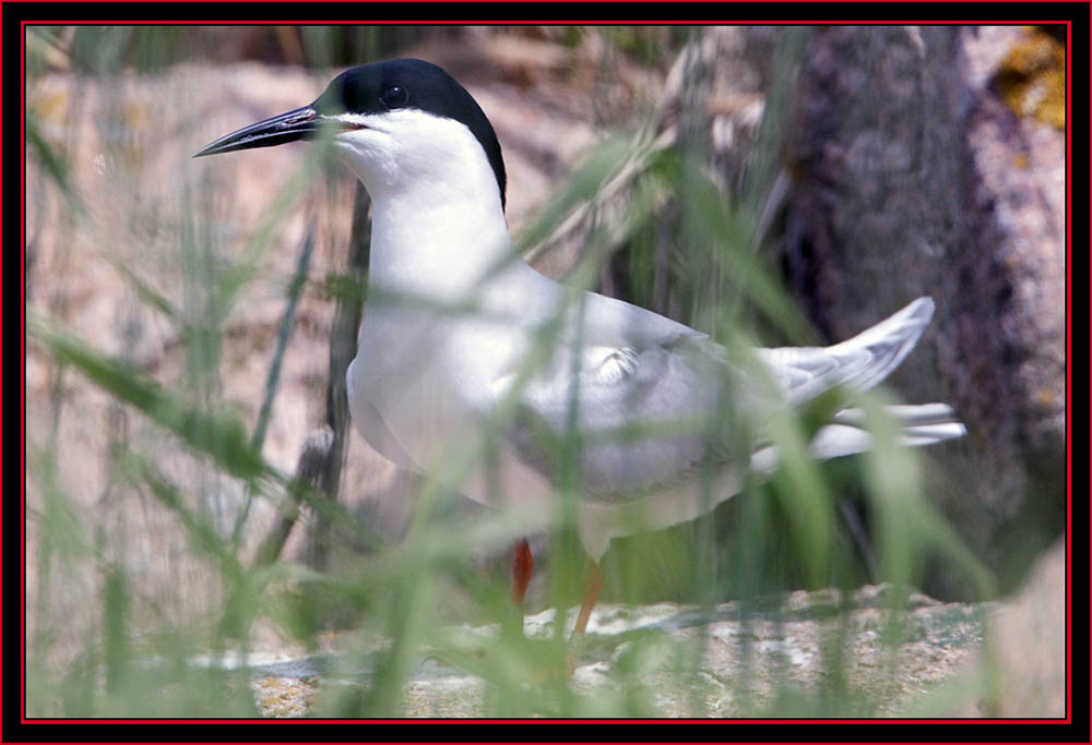 Roseate Tern - Maine Coastal Islands National Wildlife Refuge