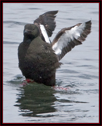 Black Guillemot - Maine Coastal Islands National Wildlife Refuge