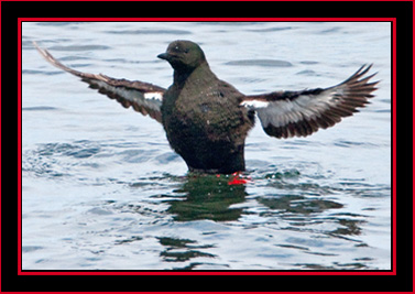 Black Guillemot - Maine Coastal Islands National Wildlife Refuge