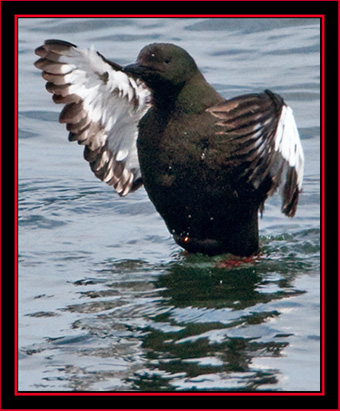 Black Guillemot - Maine Coastal Islands National Wildlife Refuge