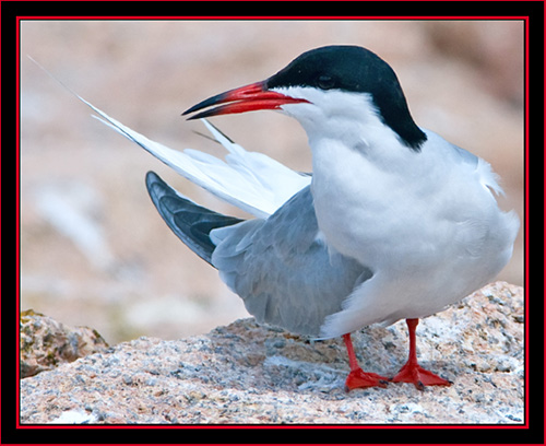 Common Tern - Maine Coastal Islands National Wildlife Refuge