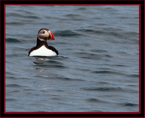 Atlantic Puffin - Maine Coastal Islands National Wildlife Refuge