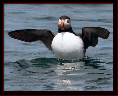 Atlantic Puffin - Maine Coastal Islands National Wildlife Refuge