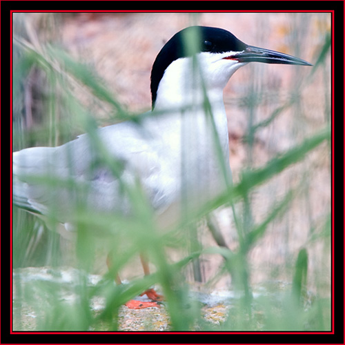 Roseate Tern - Maine Coastal Islands National Wildlife Refuge