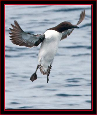 Common Murre Landing - Maine Coastal Islands National Wildlife Refuge