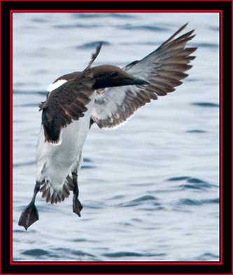 Common Murre Landing - Maine Coastal Islands National Wildlife Refuge