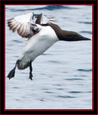 Common Murre Landing - Maine Coastal Islands National Wildlife Refuge