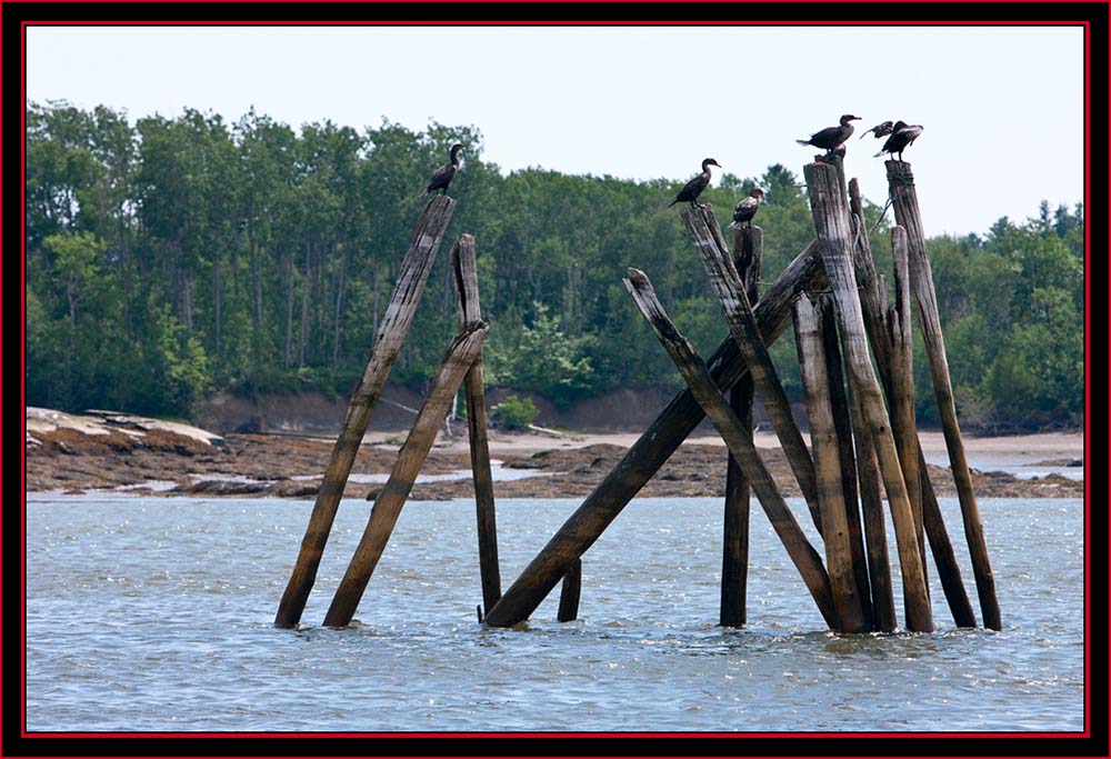 Returning View - Double-crested Cormorants...