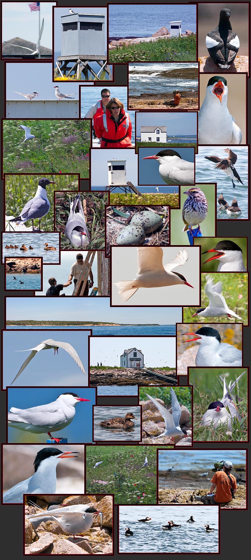 More Island Views- Petit Manan Island - Maine Coastal Islands National Wildlife Refuge