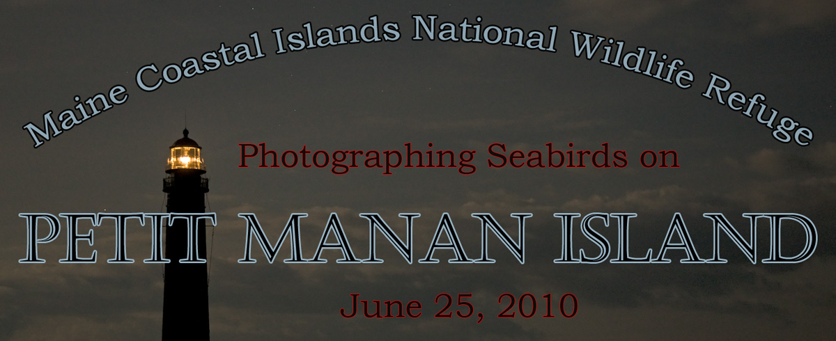 Photographing Seabirds on Petit Manan Island, Maine Coastal Islands national Wildlife Refuge