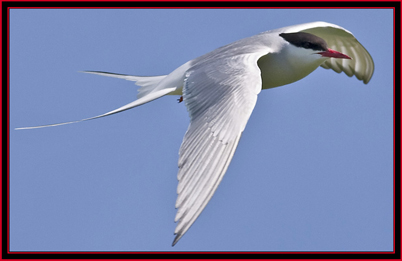 Artic Tern - Maine Coastal Islands National Wildlife Refuge