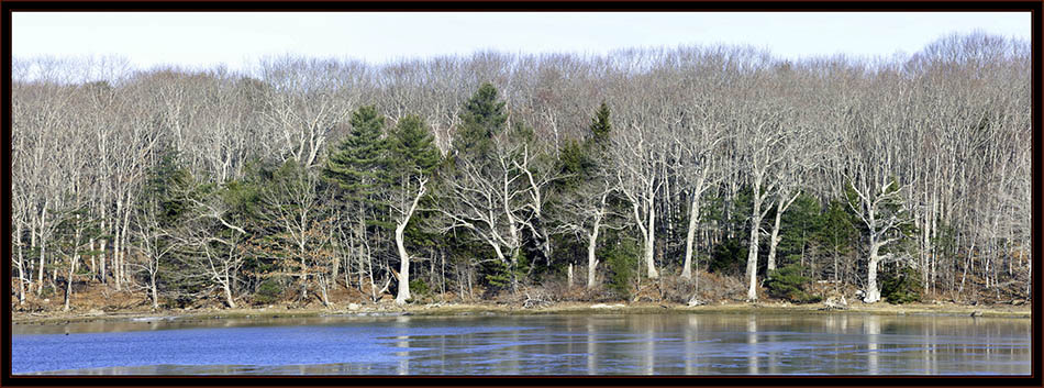 Treeline and Water - Phippsburg, Maine