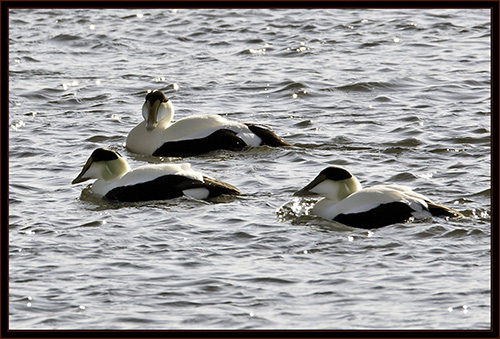 Common Eiders - Phippsburg, Maine