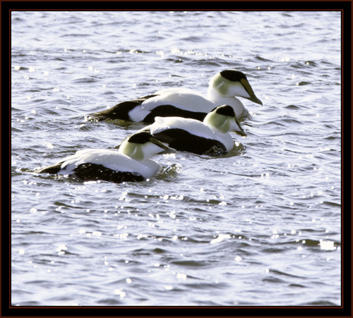 Common Eiders - Phippsburg, Maine