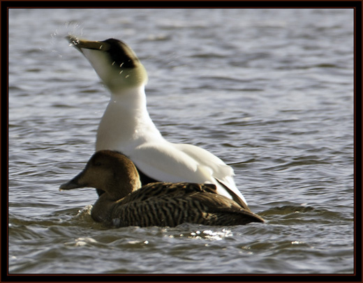 Common Eiders - Phippsburg, Maine